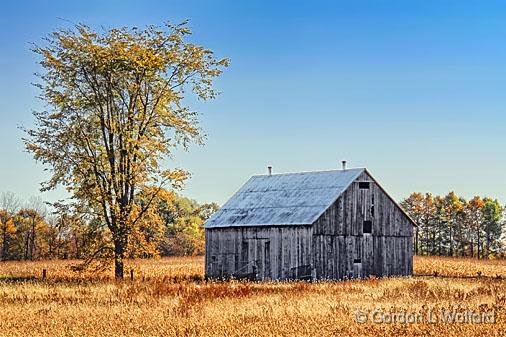 Tree & Barn_16857.jpg - Photographed near Smiths Falls, Ontario, Canada.